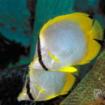 2stripefish