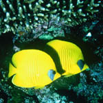 2ylwfish