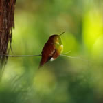 bird