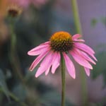 coneflower