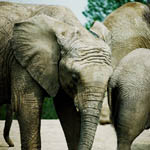 elephants
