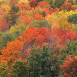falltrees