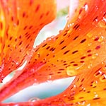 lilly3