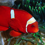 redfish
