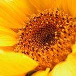 sunflower10