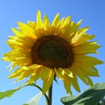 sunflower9