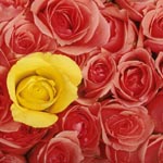 yellowwred