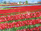 Tulip Farm Leiden #2