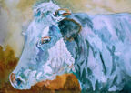 Bovine Blue